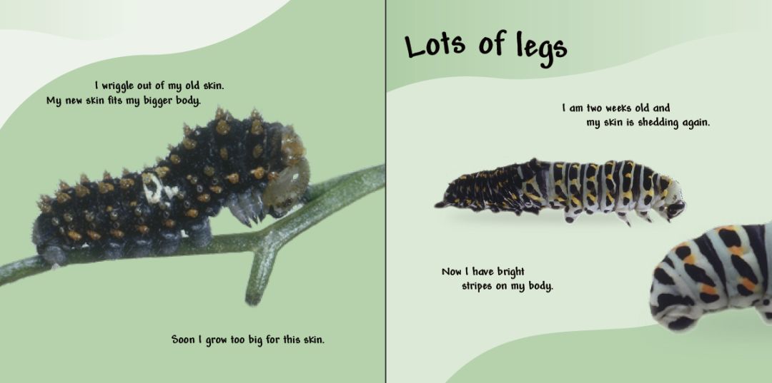 图片[5]-儿童的科普绘本推荐:See How They Grow动物成长绘本系列13册 DK-拓空间学习分享